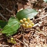 Maianthemum canadense fruit picture by Bianca Legault (cc-by-sa)