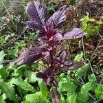 Amaranthus cruentus habit picture by Anthony Raoux (cc-by-sa)