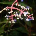 Miconia affinis flower picture by Nelson Zamora Villalobos (cc-by-nc)