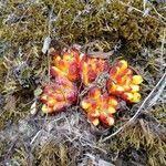 Cytinus hypocistis habit picture by Martin Marti (cc-by-sa)