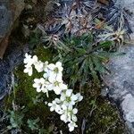 Saxifraga callosa flower picture by Zaro Luca (cc-by-sa)