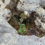 Saxifraga adscendens habit picture by Emanuele Santarelli (cc-by-sa)