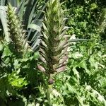 Acanthus spinosus flower picture by Jeff Betts (cc-by-sa)