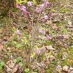 Daphne mezereum habit picture by René Houriet (cc-by-sa)