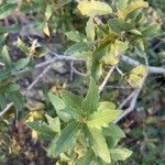 Quercus emoryi leaf picture by Rudd (cc-by-sa)