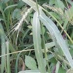 Setaria pumila leaf picture by Jean-François Baudin (cc-by-sa)