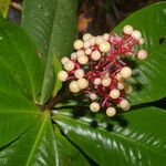 Hymenandra sordida flower picture by Nelson Zamora Villalobos (cc-by-nc)