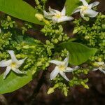 Tabernaemontana arborea flower picture by Nelson Zamora Villalobos (cc-by-nc)