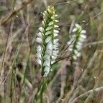 Spiranthes romanzoffiana flower picture by Sam Gagne (cc-by-sa)