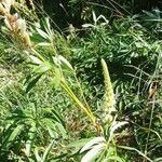 Lupinus polyphyllus habit picture by Theo Theo Roche (cc-by-sa)