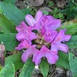 Rhododendron macrophyllum flower picture by Daniel Barthelemy (cc-by-nc)