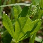 Lotus maritimus leaf picture by Pierre LEON (cc-by-sa)