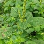 Amaranthus blitum flower picture by Flor Alex (cc-by-sa)