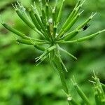 Chaerophyllum hirsutum fruit picture by Jani Zadrgal (cc-by-sa)