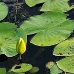 Nymphaea odorata leaf picture by Ken Borgfeldt (cc-by-sa)