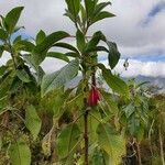 Fuchsia boliviana habit picture by Jacky Chan (cc-by-sa)