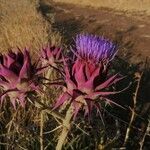 Cynara syriaca flower picture by Contented88 (cc-by-sa)