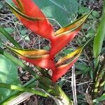 Heliconia bihai flower picture by pereira Humberto (cc-by-sa)