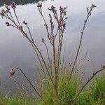 Cirsium palustre habit picture by Eldsyn (cc-by-sa)