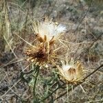 Centaurea ornata fruit picture by Miguel A. C. (cc-by-sa)