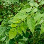 Millingtonia hortensis leaf picture by ifp660 (cc-by-sa)