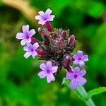 Verbena bonariensis flower picture by Uta Groger (cc-by-sa)