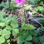 Oxalis articulata habit picture by Chiodaroli Federico (cc-by-sa)