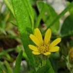 Hirpicium diffusum flower picture by susan brown (cc-by-sa)