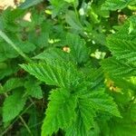 Rubus scissus leaf picture by Bernadette Gaspardel (cc-by-sa)