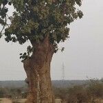 Ficus benghalensis habit picture by Sudhanshu Kumar (cc-by-sa)