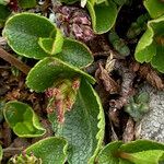 Salix herbacea habit picture by Fabien Anthelme (cc-by-sa)