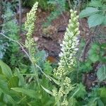 Veratrum californicum flower picture by Clint Parkhill (cc-by-sa)