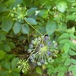 Aralia hispida flower picture by j sid (cc-by-sa)