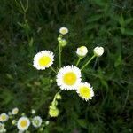 Erigeron strigosus flower picture by jenyfire (cc-by-sa)