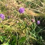 Succisa pratensis habit picture by Ugoline Jacquot (cc-by-sa)