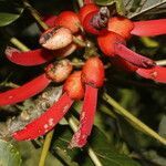 Erythrina globocalyx fruit picture by Nelson Zamora Villalobos (cc-by-nc)