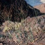 Eriogonum inflatum habit picture by Daniel Barthelemy (cc-by-nc)