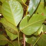 Callichlamys latifolia leaf picture by Nelson Zamora Villalobos (cc-by-nc)