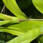 Guadua amplexifolia leaf picture by Nelson Zamora Villalobos (cc-by-nc)