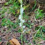 Spiranthes vernalis flower picture by Andrea McCurdy (cc-by-sa)