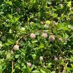 Trifolium tomentosum habit picture by laurent boniface (cc-by-sa)