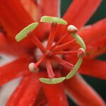 Passiflora coccinea flower picture by R. Tournebize (cc-by-sa)