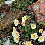 Saxifraga burseriana flower picture by euphorb (cc-by-sa)