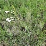 Gladiolus gunnisii habit picture by susan brown (cc-by-sa)