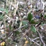 Rubia peregrina leaf picture by Onizuka Eikichi (cc-by-sa)