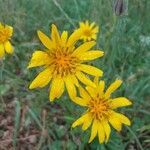 Tragopogon orientalis flower picture by Kleemans Adrianus (cc-by-sa)