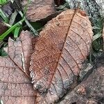 Ulmus mexicana leaf picture by Daniel Barthelemy (cc-by-sa)