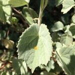 Abutilon palmeri leaf picture by Daniel Barthelemy (cc-by-nc)