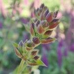 Teucrium flavum fruit picture by Yoan MARTIN (cc-by-sa)