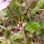 Erodium acaule fruit picture by Régine Pappalardo (cc-by-sa)